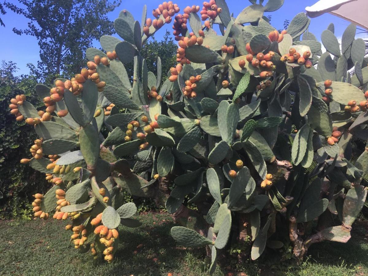 Il Giardino Degli Agrumi Caserta Luaran gambar