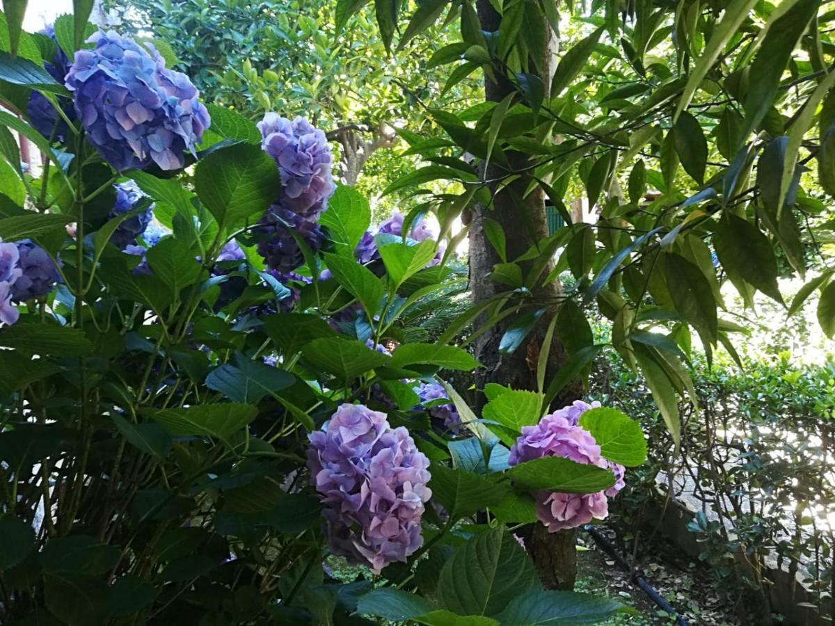 Il Giardino Degli Agrumi Caserta Luaran gambar